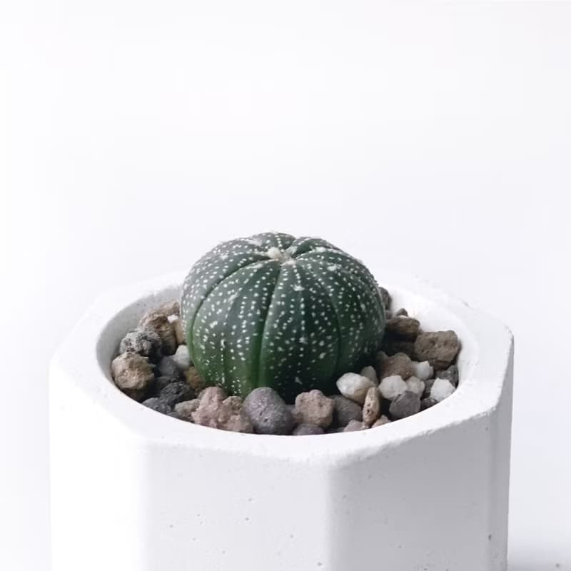 (現貨) 白灰漸層系列 | 星兜 小八角形水泥多肉植栽