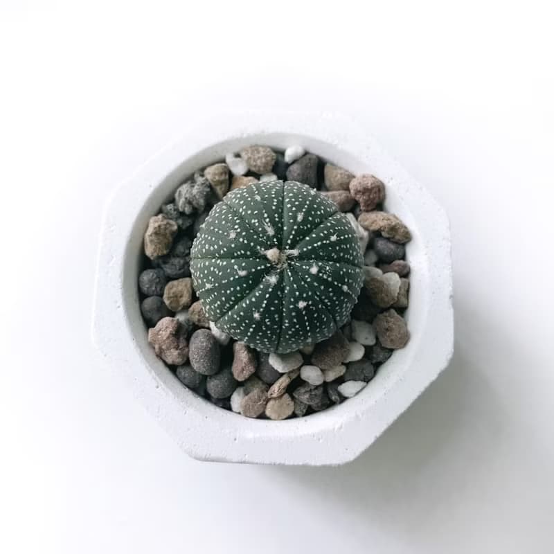 (現貨) 白灰漸層系列 | 星兜 小八角形水泥多肉植栽