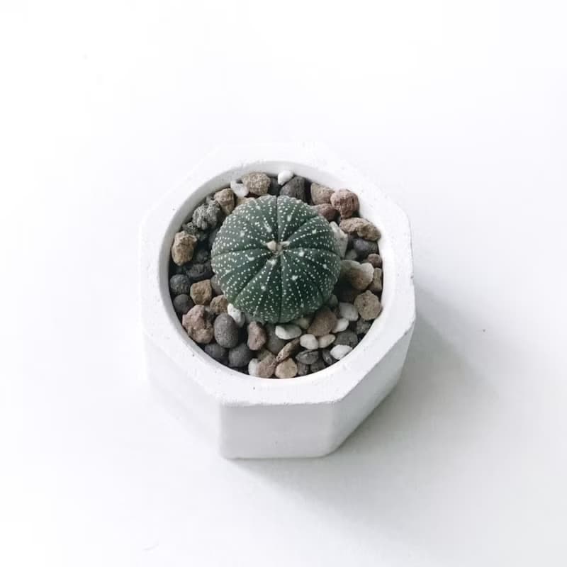 (現貨) 白灰漸層系列 | 星兜 小八角形水泥多肉植栽