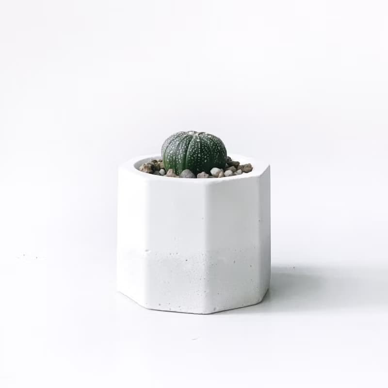 (現貨) 白灰漸層系列 | 星兜 小八角形水泥多肉植栽