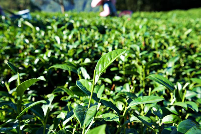 【環保袋裝】阿里山蜜香紅茶15入 | 手採原葉 | 三角茶包