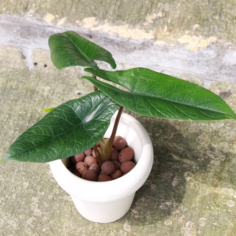 植栽 盆栽 l 甲骨文觀音蓮  室內植物 辦公室盆栽 桌上型盆栽