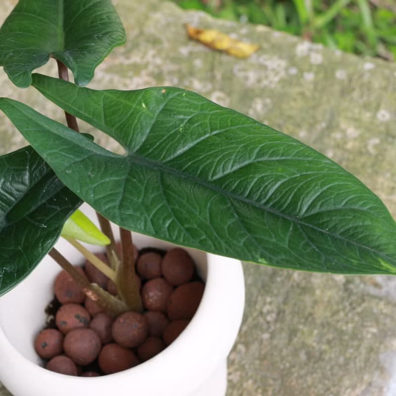 植栽 盆栽 l 甲骨文觀音蓮  室內植物 辦公室盆栽 桌上型盆栽