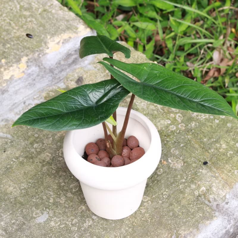 植栽 盆栽 l 甲骨文觀音蓮  室內植物 辦公室盆栽 桌上型盆栽