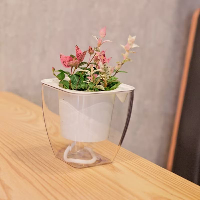 班葉絡石 初雪葛 免澆水方形盆栽 室內植物 觀葉植物 禮物 盆栽