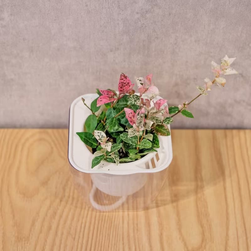 班葉絡石 初雪葛 免澆水方形盆栽 室內植物 觀葉植物 禮物 盆栽