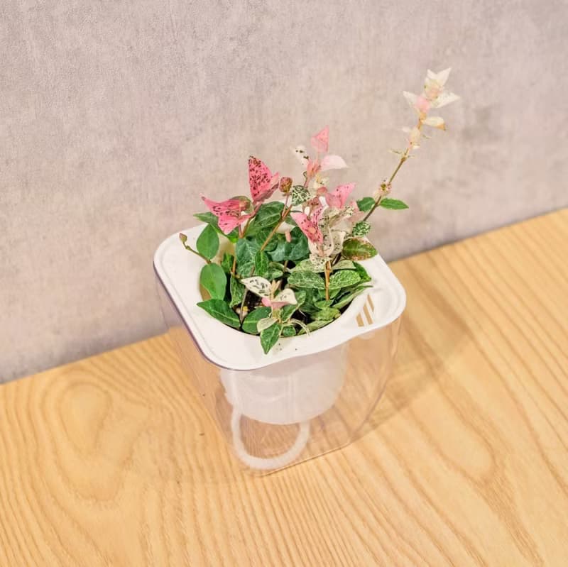 班葉絡石 初雪葛 免澆水方形盆栽 室內植物 觀葉植物 禮物 盆栽