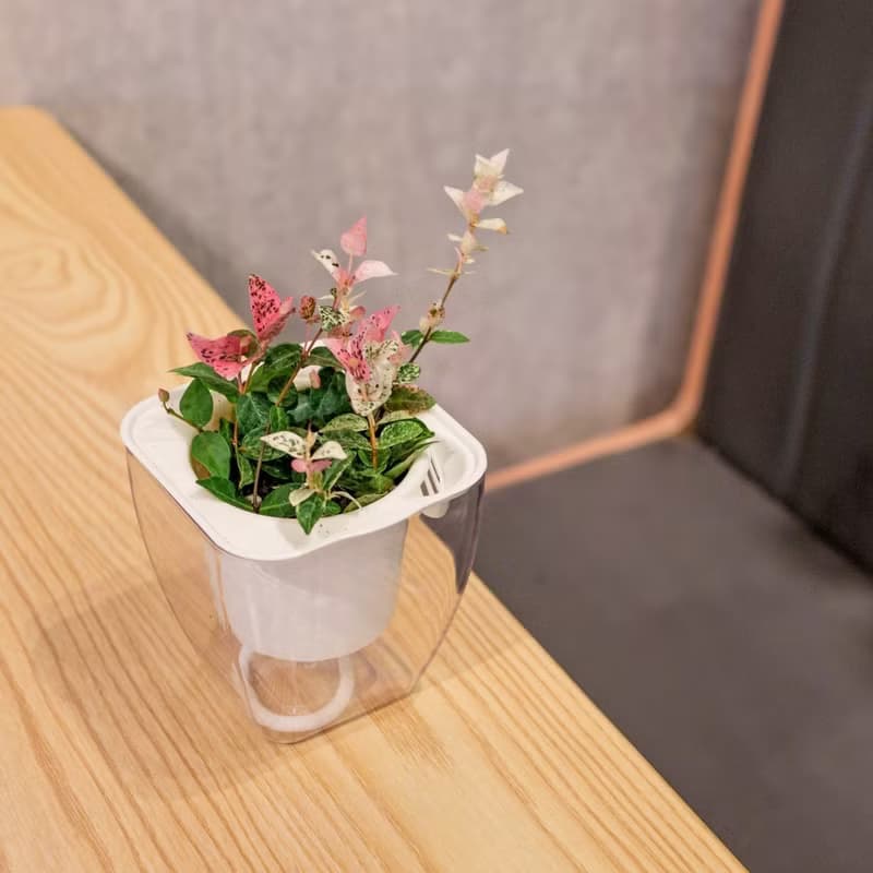 班葉絡石 初雪葛 免澆水方形盆栽 室內植物 觀葉植物 禮物 盆栽