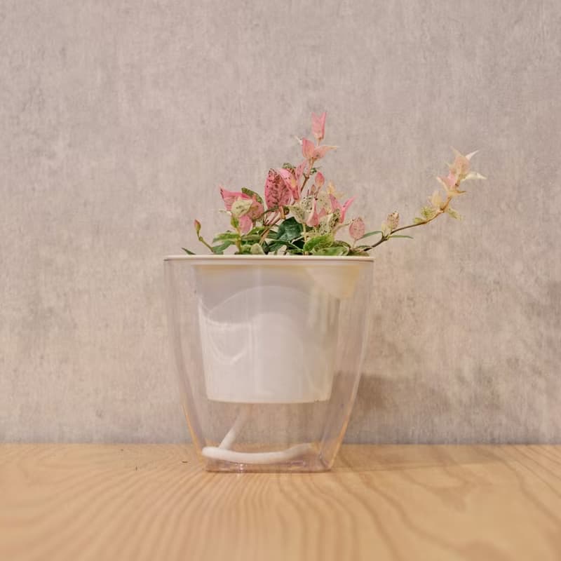 班葉絡石 初雪葛 免澆水方形盆栽 室內植物 觀葉植物 禮物 盆栽