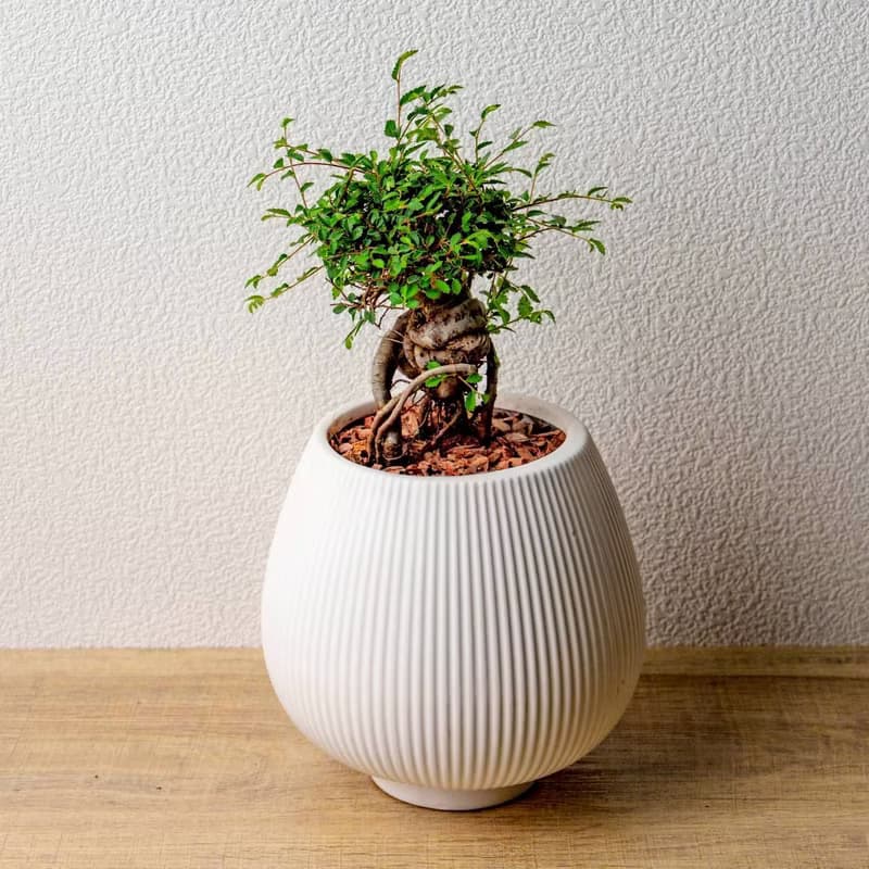 榆樹 線條圓陶盆白色 窄口 桌上型盆栽 開幕送禮 喬遷禮物 植栽