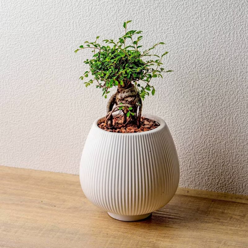 榆樹 線條圓陶盆白色 窄口 桌上型盆栽 開幕送禮 喬遷禮物 植栽