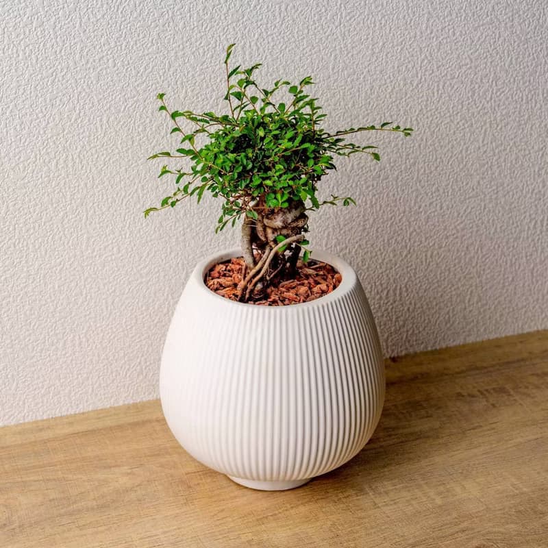 榆樹 線條圓陶盆白色 窄口 桌上型盆栽 開幕送禮 喬遷禮物 植栽