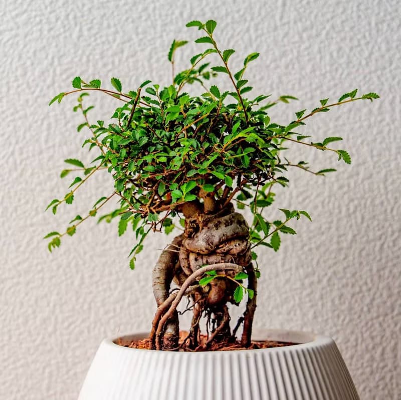 榆樹 線條圓陶盆白色 窄口 桌上型盆栽 開幕送禮 喬遷禮物 植栽