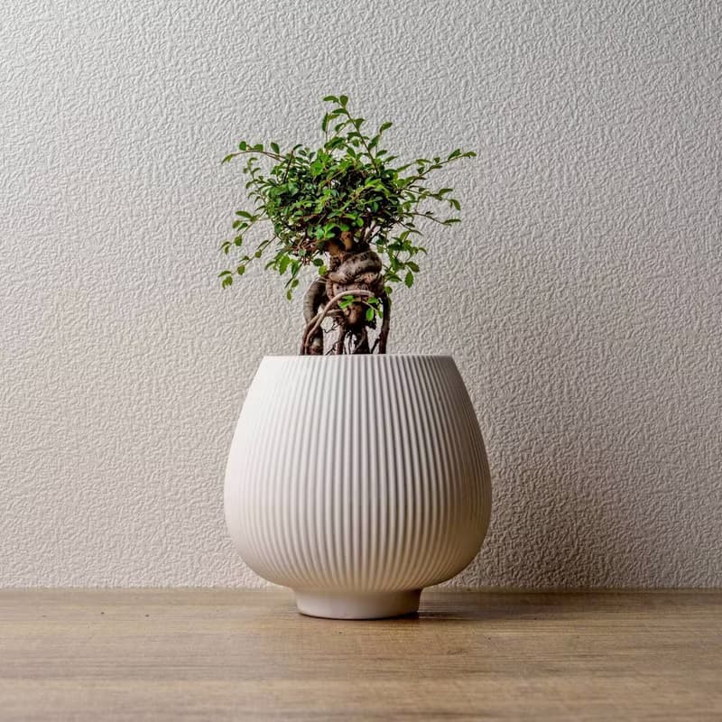榆樹 線條圓陶盆白色 窄口 桌上型盆栽 開幕送禮 喬遷禮物 植栽