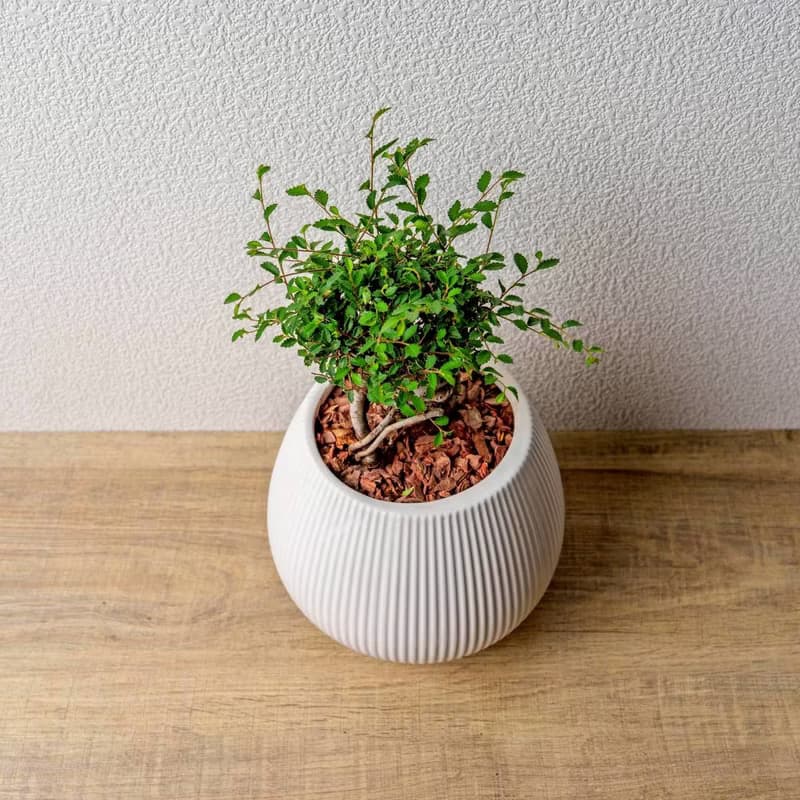 榆樹 線條圓陶盆白色 窄口 桌上型盆栽 開幕送禮 喬遷禮物 植栽