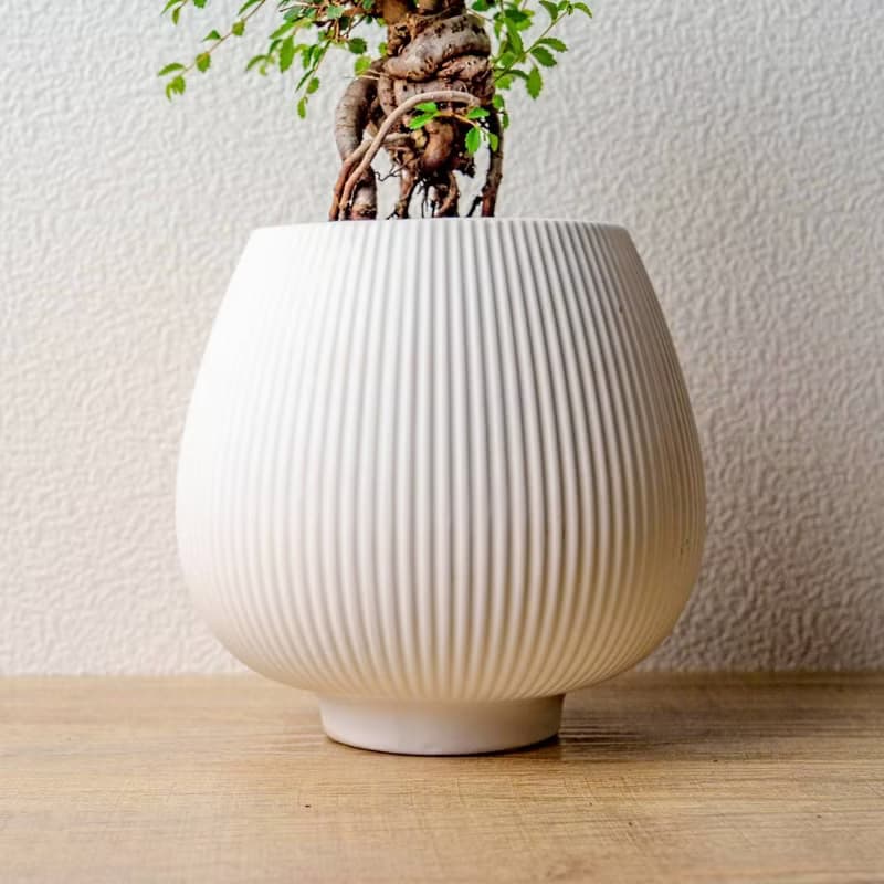 榆樹 線條圓陶盆白色 窄口 桌上型盆栽 開幕送禮 喬遷禮物 植栽