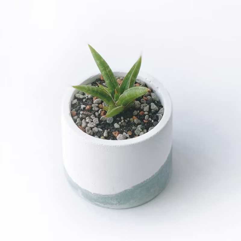 (預購) 莫蘭迪綠系列 | 姬葉虎尾蘭 圓形雙色漸層水泥植栽
