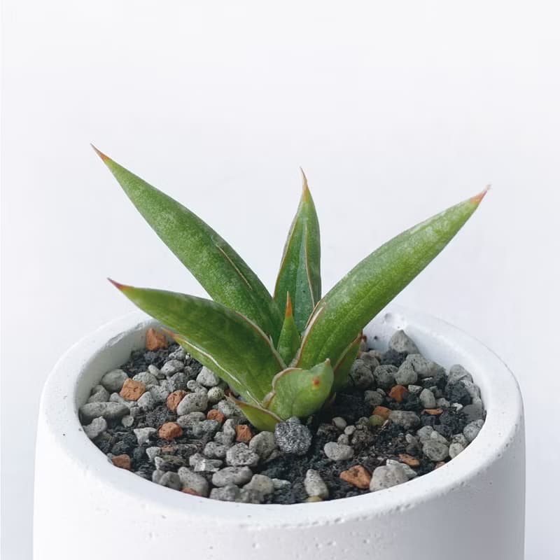 (預購) 莫蘭迪綠系列 | 姬葉虎尾蘭 圓形雙色漸層水泥植栽