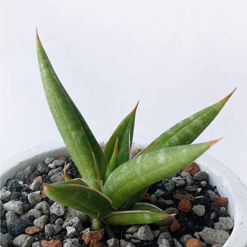 (預購) 莫蘭迪綠系列 | 姬葉虎尾蘭 圓形雙色漸層水泥植栽
