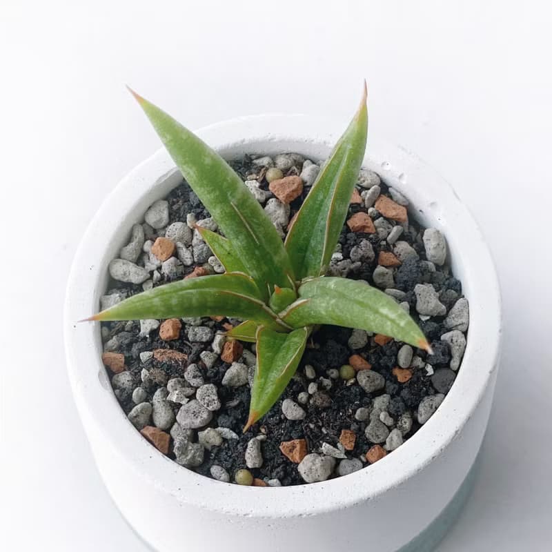 (預購) 莫蘭迪綠系列 | 姬葉虎尾蘭 圓形雙色漸層水泥植栽