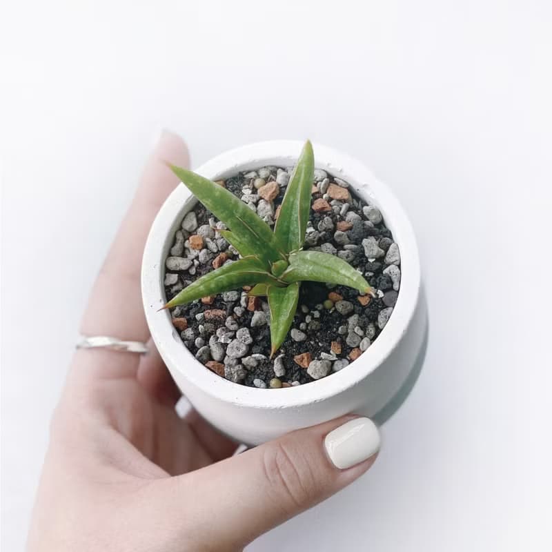 (預購) 莫蘭迪綠系列 | 姬葉虎尾蘭 圓形雙色漸層水泥植栽