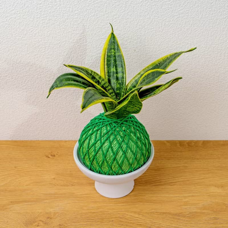 苔球植物 美葉虎尾蘭嫩綠苔球加磨砂高腳缽 苔球 苔玉 禮物