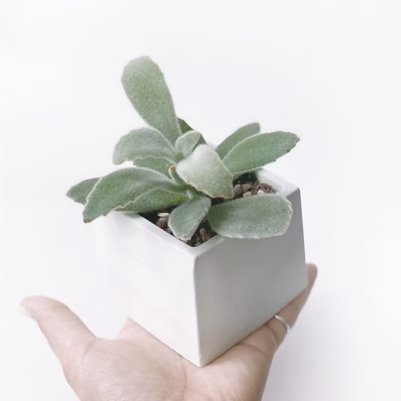 (預購) 白灰漸層系列 | 無星兔耳 方形水泥多肉植栽