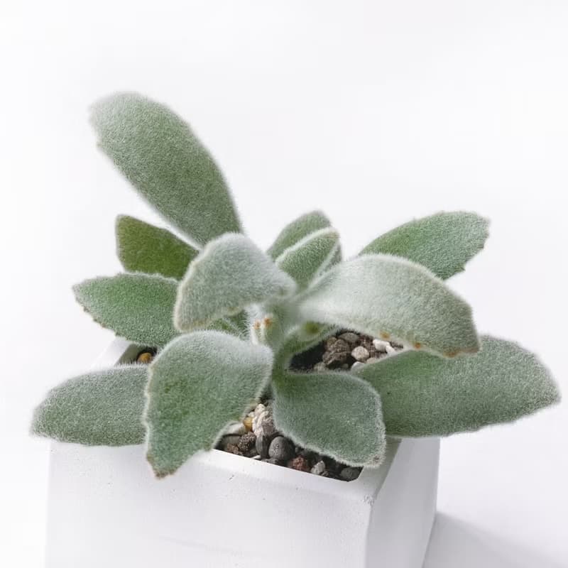 (預購) 白灰漸層系列 | 無星兔耳 方形水泥多肉植栽