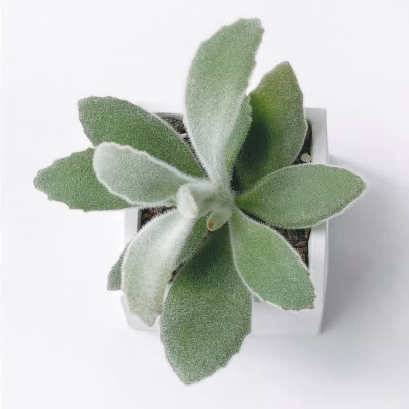 (預購) 白灰漸層系列 | 無星兔耳 方形水泥多肉植栽