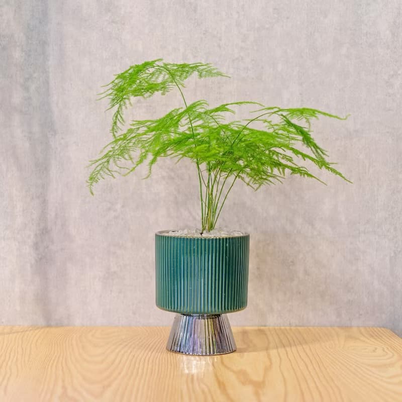 文竹觀葉植物 室內擺飾盆栽 銀綠色質感直紋高腳花盆 桌上型盆栽
