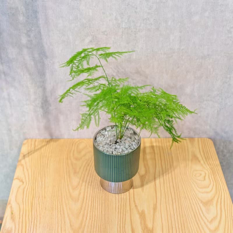 文竹觀葉植物 室內擺飾盆栽 銀綠色質感直紋高腳花盆 桌上型盆栽