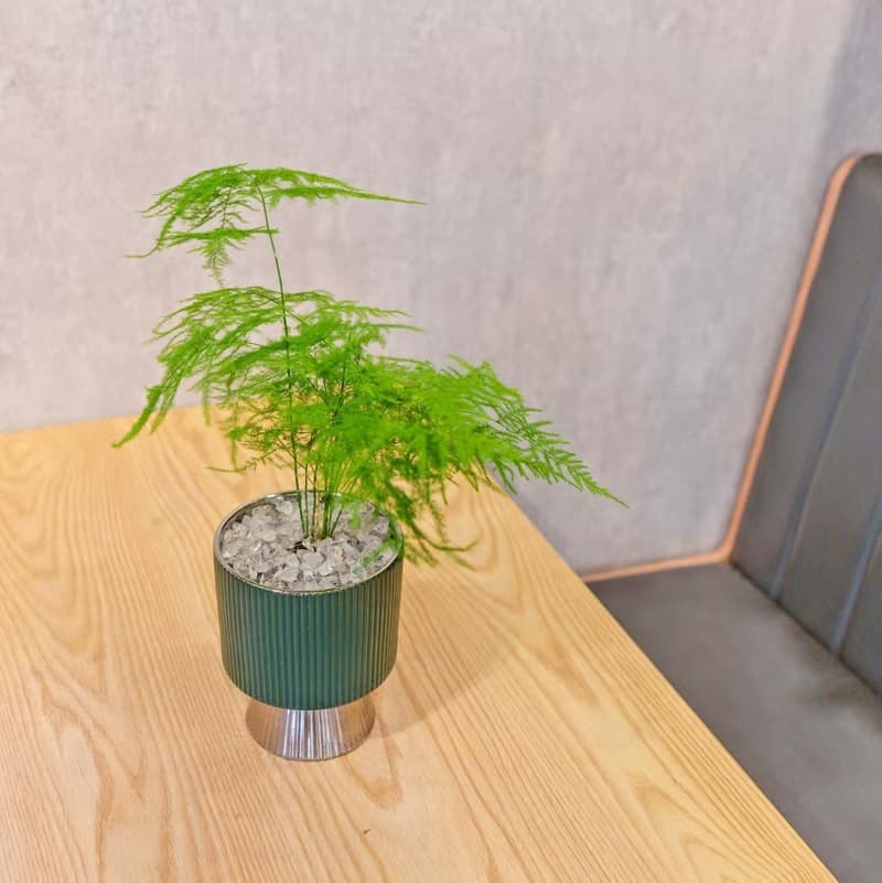 文竹觀葉植物 室內擺飾盆栽 銀綠色質感直紋高腳花盆 桌上型盆栽