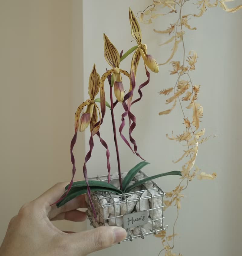 麥克仙履蘭蘭花盆栽搭配the tribus蛇龍盆盆器