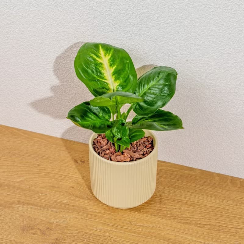 瑪莉安黛粉葉 莫蘭迪色系直紋陶盆 室內植物 觀葉植物 禮物 盆栽