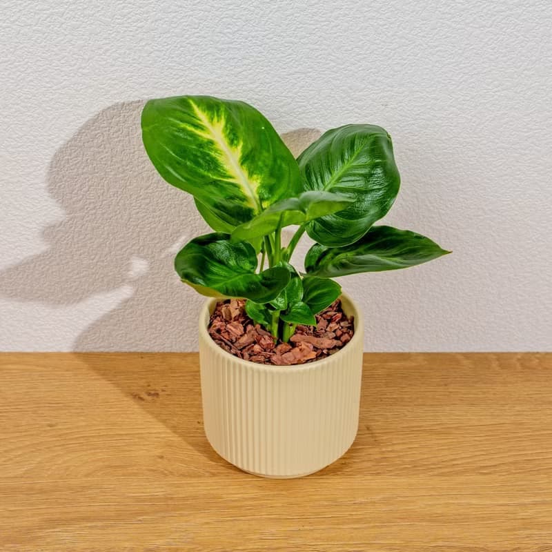 瑪莉安黛粉葉 莫蘭迪色系直紋陶盆 室內植物 觀葉植物 禮物 盆栽