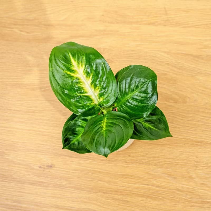 瑪莉安黛粉葉 莫蘭迪色系直紋陶盆 室內植物 觀葉植物 禮物 盆栽