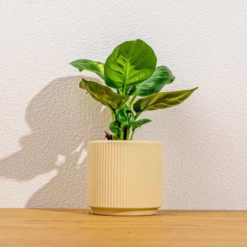 瑪莉安黛粉葉 莫蘭迪色系直紋陶盆 室內植物 觀葉植物 禮物 盆栽