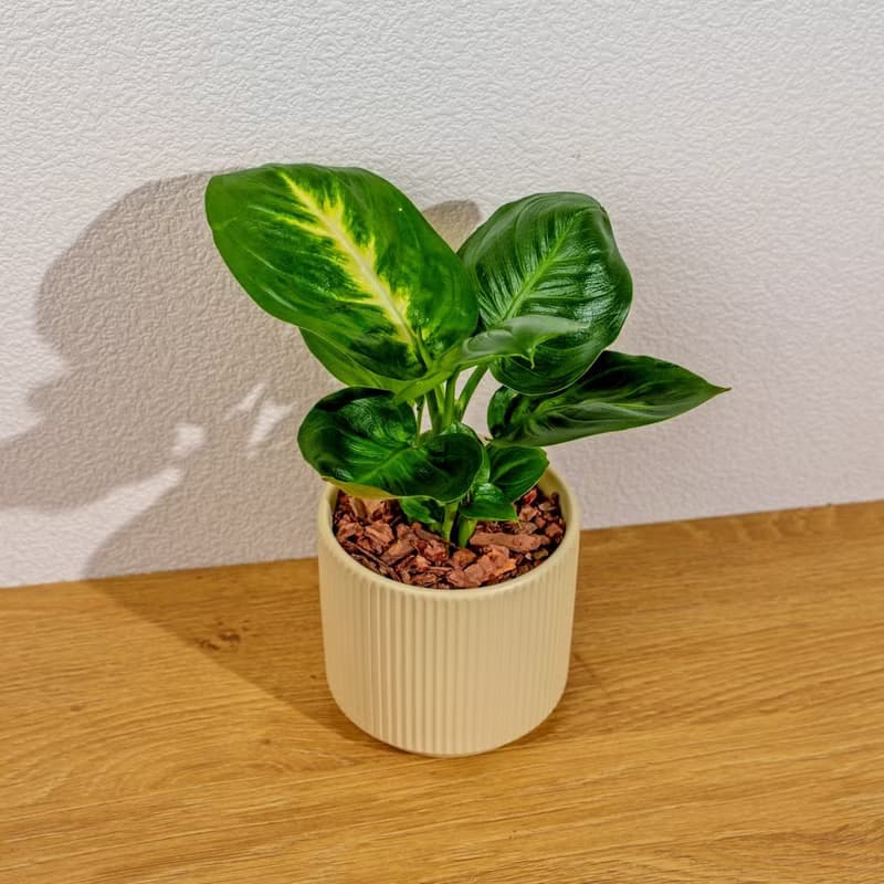 瑪莉安黛粉葉 莫蘭迪色系直紋陶盆 室內植物 觀葉植物 禮物 盆栽