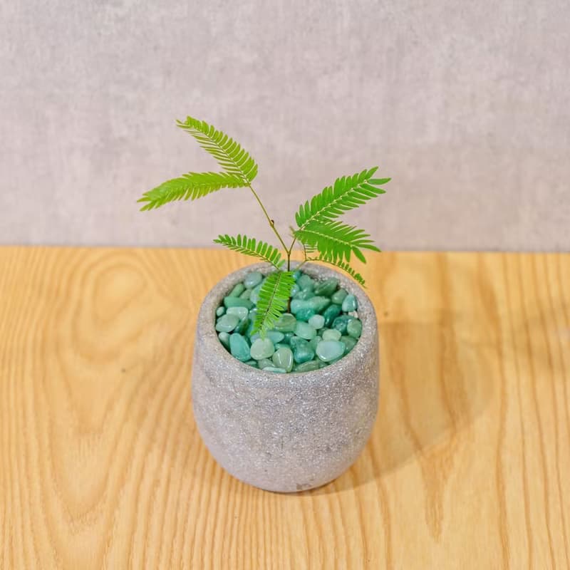 桌上型水泥植物盆栽 發財樹 鉑金蔓綠絨黃金葛  銅錢草小豆樹植栽