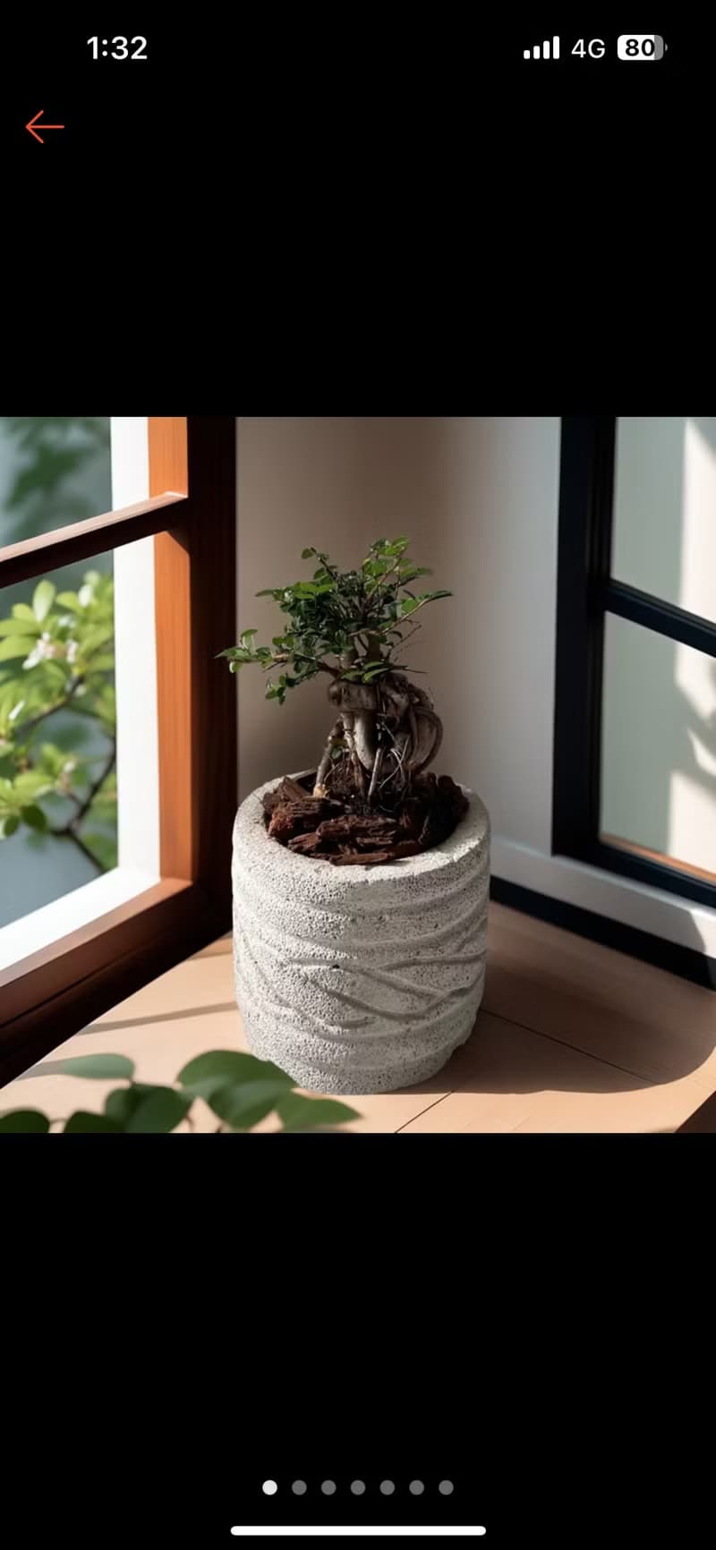 【質感石頭盆】榆樹 招財造型盆栽 送禮開幕新居喬遷客廳陽台擺放