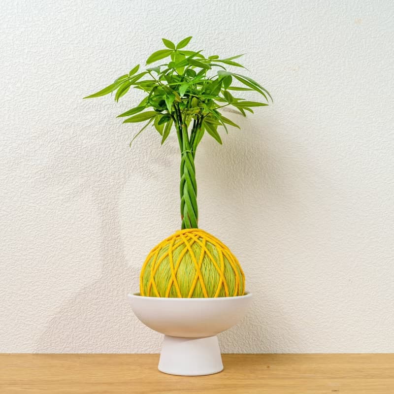 苔球植物 馬拉巴栗黃綠苔球加磨砂高腳缽 苔球 苔玉 禮物 送禮
