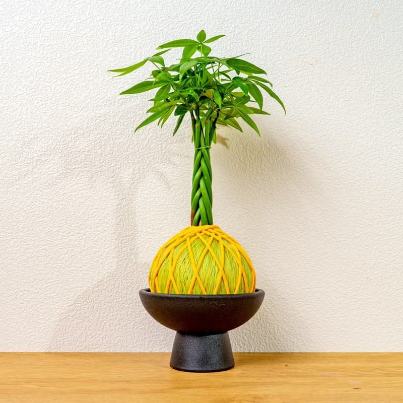苔球植物 馬拉巴栗黃綠苔球加磨砂高腳缽 苔球 苔玉 禮物 送禮