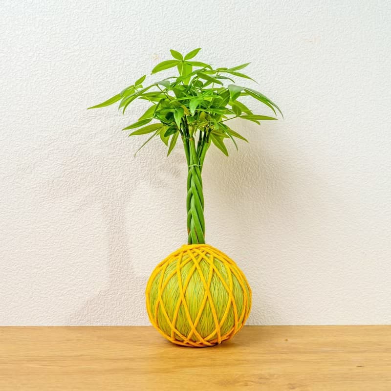 苔球植物 馬拉巴栗黃綠苔球加磨砂高腳缽 苔球 苔玉 禮物 送禮
