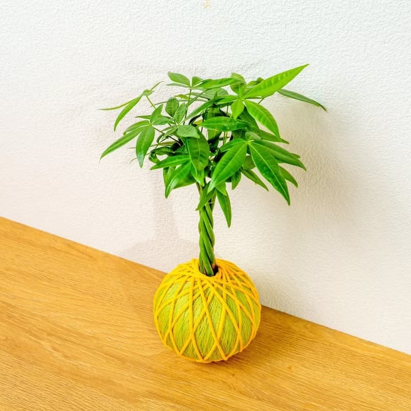 苔球植物 馬拉巴栗黃綠苔球加磨砂高腳缽 苔球 苔玉 禮物 送禮