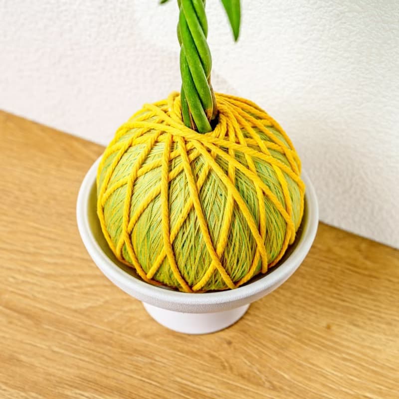 苔球植物 馬拉巴栗黃綠苔球加磨砂高腳缽 苔球 苔玉 禮物 送禮