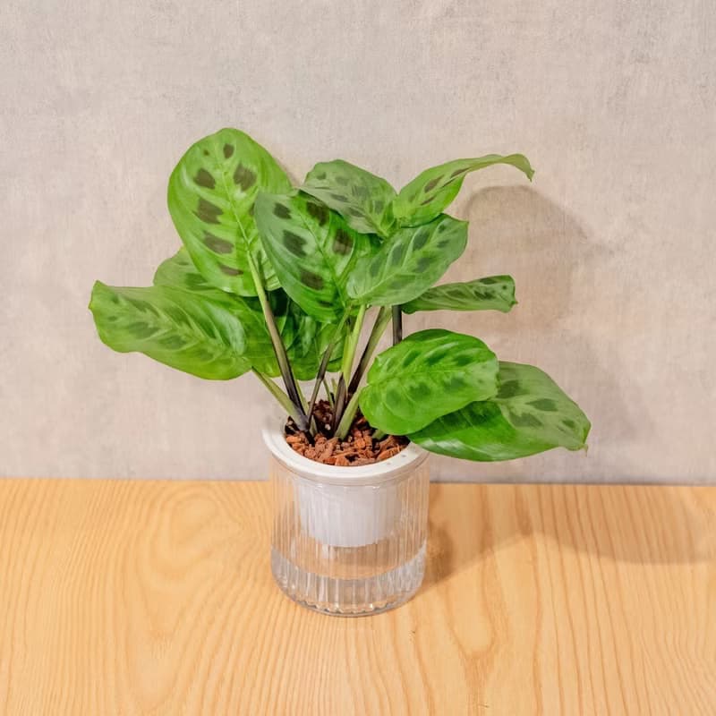 綠豹竹芋 免澆水盆栽 室內植物 觀葉植物  禮物 辦公室小物