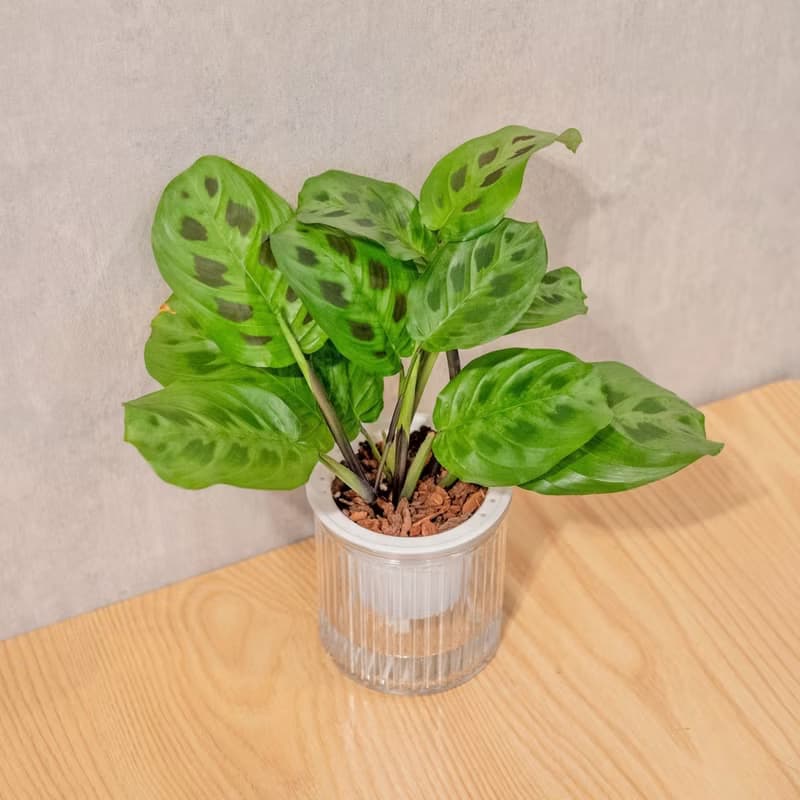 綠豹竹芋 免澆水盆栽 室內植物 觀葉植物  禮物 辦公室小物