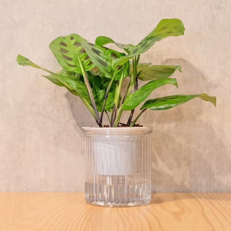 綠豹竹芋 免澆水盆栽 室內植物 觀葉植物  禮物 辦公室小物