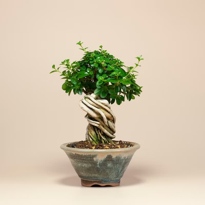 【療癒植物】辦公室植栽 居家佈置 觀葉植物 交換禮物