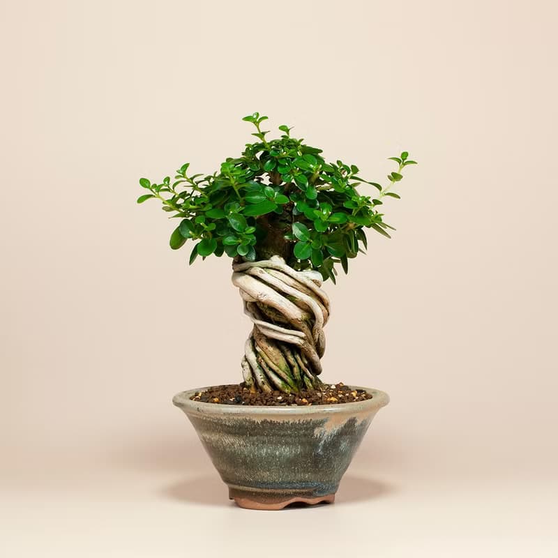 【療癒植物】辦公室植栽 居家佈置 觀葉植物 交換禮物